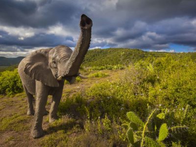 African Animals – Incredible moments on Safari