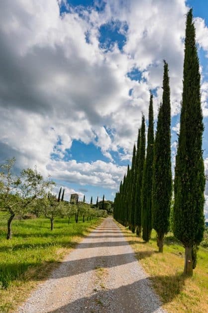 row of trees tuscany