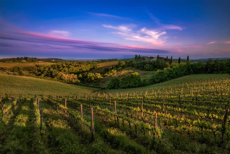 vineyards in tuscany at sunset